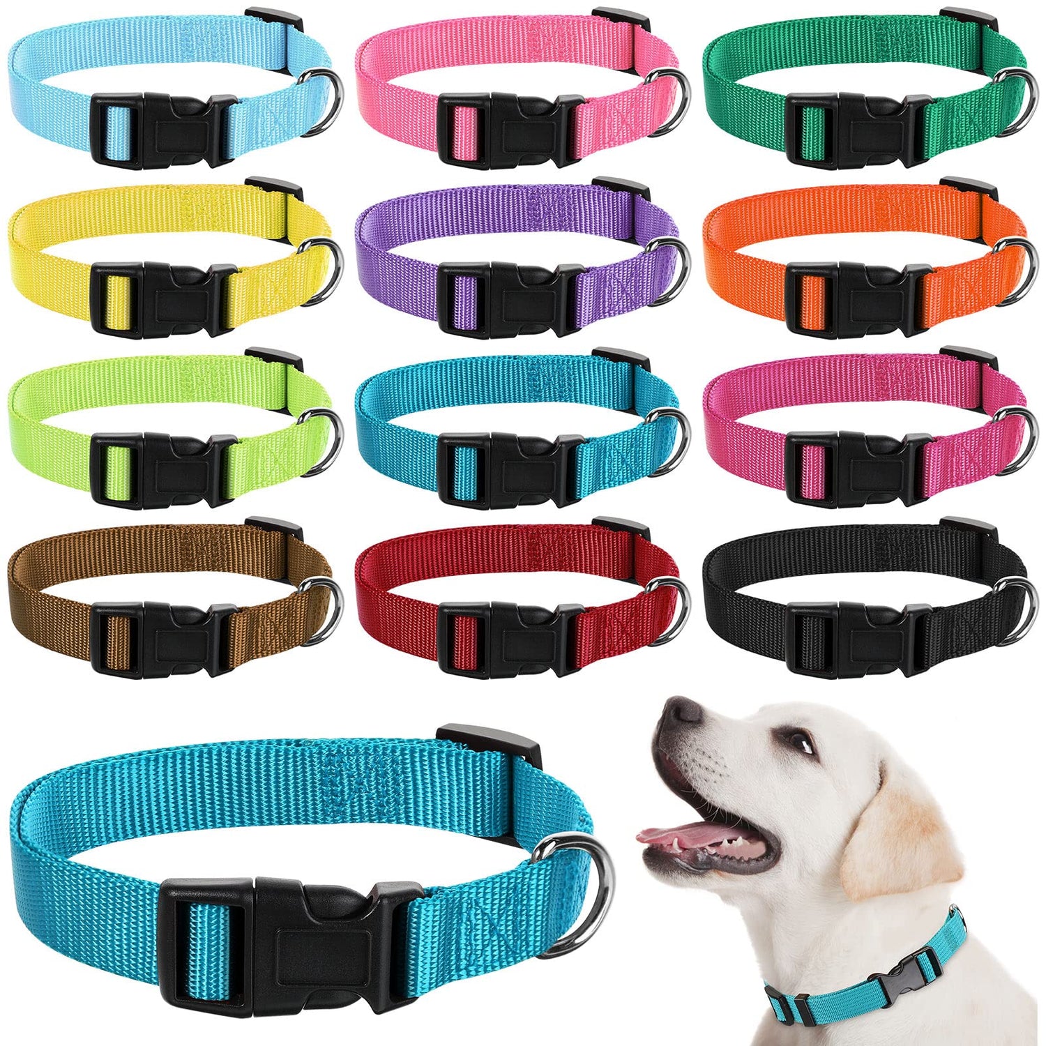 Dog Collars